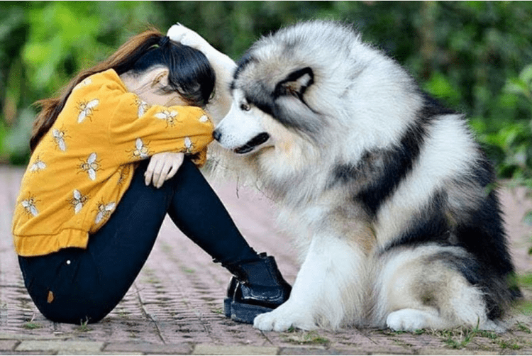 How To Engage The Whole Family In Pet caring Animal Food